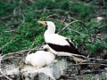 Masked Booby