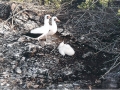 Masked Booby