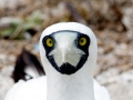 Masked Booby