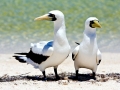 Masked Booby