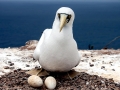 Masked Booby