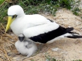 Masked Booby