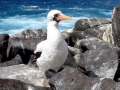 Masked Booby