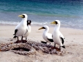 Masked Booby