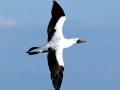 Masked Booby