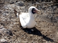 Masked Booby