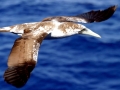 Masked Booby
