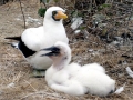 Masked Booby