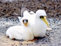 Masked Booby