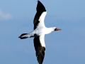Masked Booby