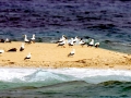 Masked Booby