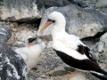 Masked Booby