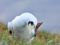 Masked Booby