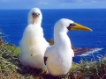 Masked Booby