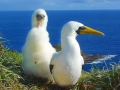Masked Booby