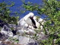 Masked Booby