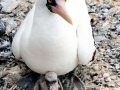 Masked Booby