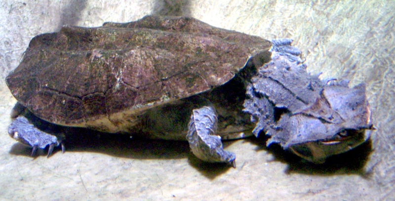 Mata Mata Turtle