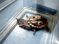 Mata Mata Turtle