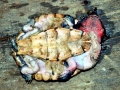 Mata Mata Turtle