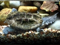 Mata Mata Turtle