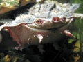 Mata Mata Turtle