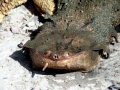 Mata Mata Turtle