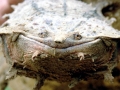 Mata Mata Turtle