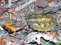 Mata Mata Turtle
