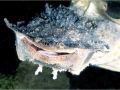 Mata Mata Turtle