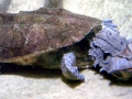 Mata Mata Turtle