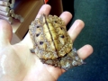 Mata Mata Turtle