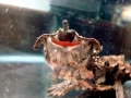 Mata Mata Turtle