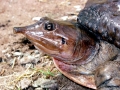 Mata Mata Turtle
