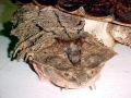 Mata Mata Turtle
