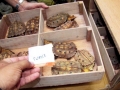 Mata Mata Turtle