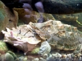 Mata Mata Turtle