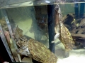 Mata Mata Turtle