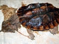 Mata Mata Turtle