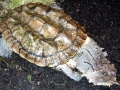 Mata Mata Turtle