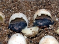 Mata Mata Turtle