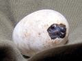 Mata Mata Turtle