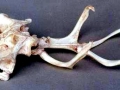 Mata Mata Turtle