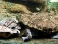 Mata Mata Turtle