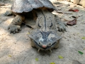 Mata Mata Turtle