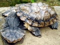 Mata Mata Turtle