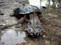 Mata Mata Turtle