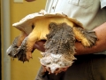 Mata Mata Turtle