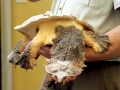 Mata Mata Turtle