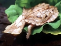 Mata Mata Turtle